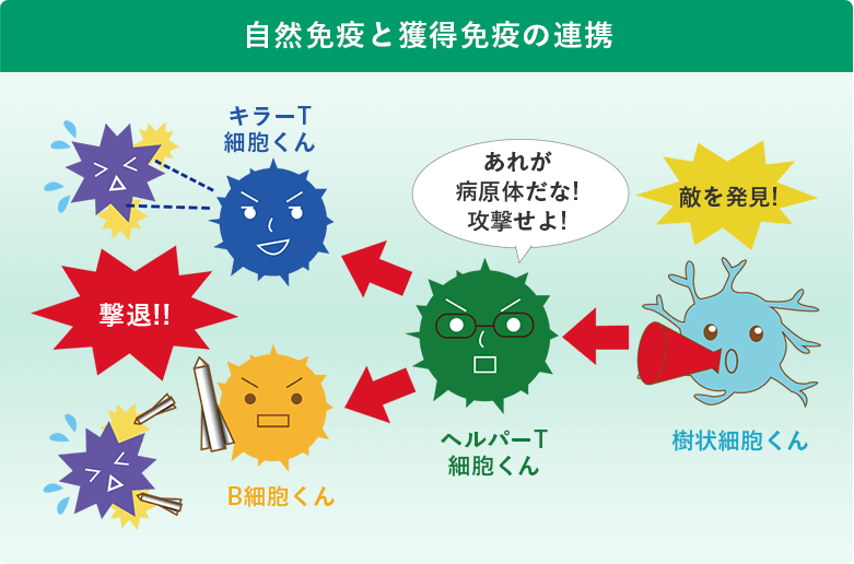 自然免疫と獲得免疫の連携