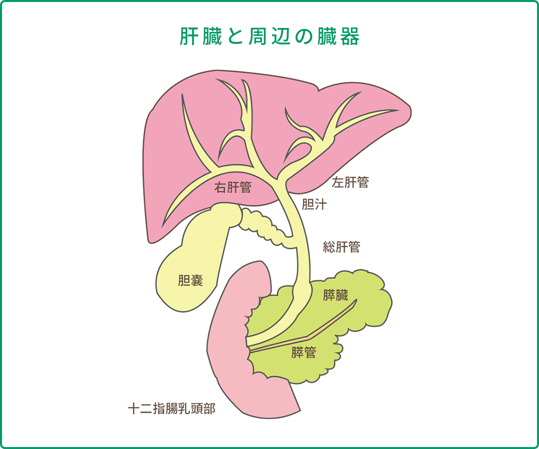 肝臓と周辺の臓器