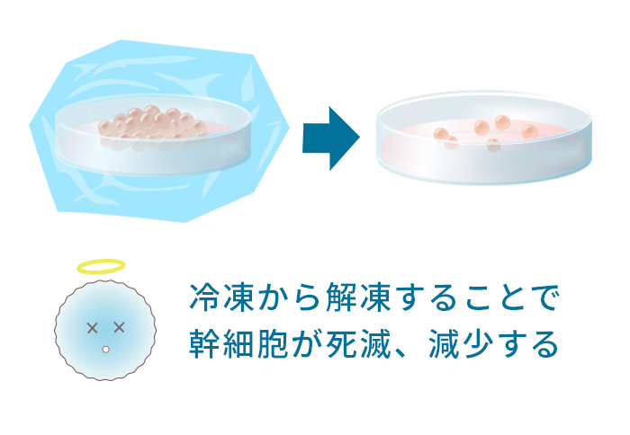 冷凍から解凍することで幹細胞が死滅、減少する