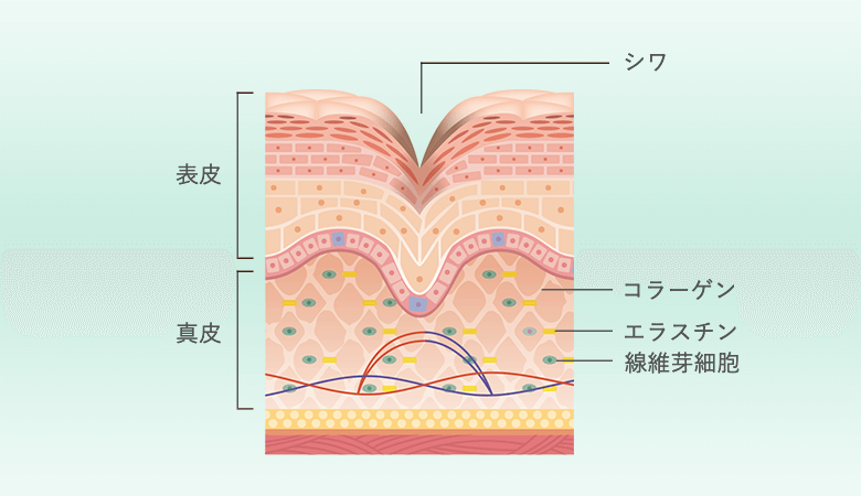 コラーゲンやエラスチンなどの美肌成分が現象しシワができる