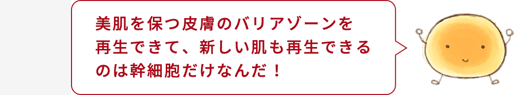 細胞くん「美肌を保つ皮膚のバリアゾーンを再生できて、新しい肌も再生できるのは幹細胞だけなんだ！」