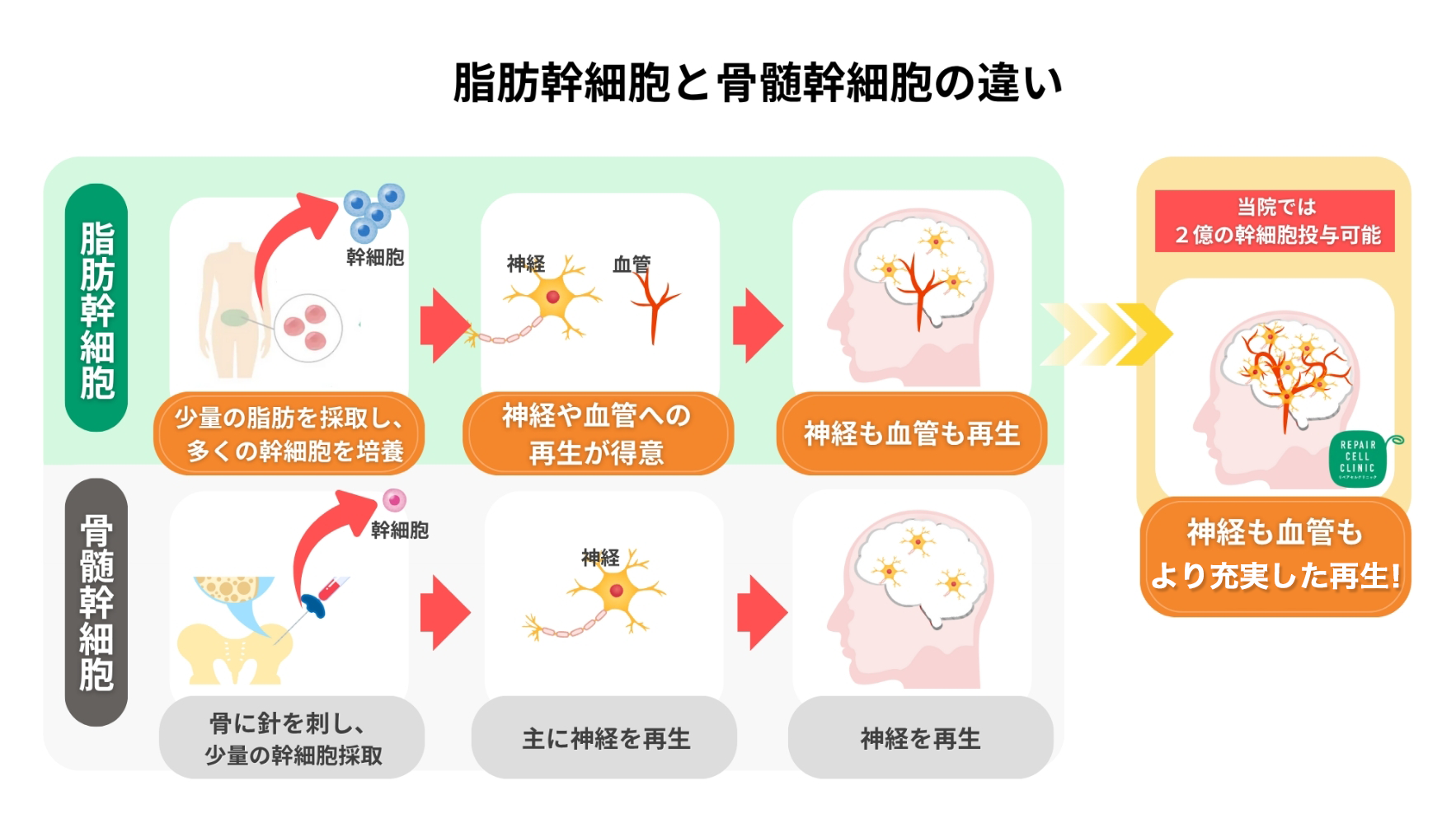 脂肪幹細胞と骨髄幹細胞の違い