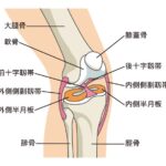 膝の構造