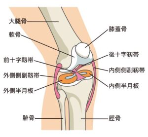 膝の構造