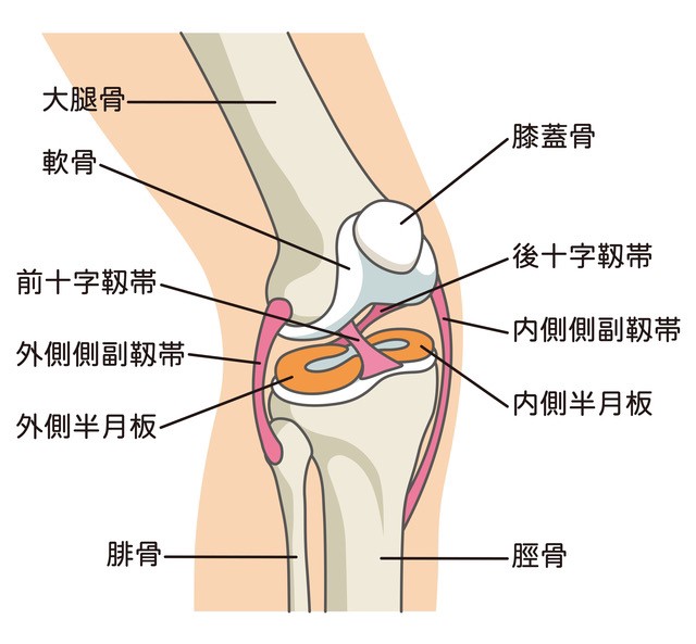 史上最も激安 膝の靭帯の役割と靭帯損傷について | 再生医療専門クリニック 語学+参考書